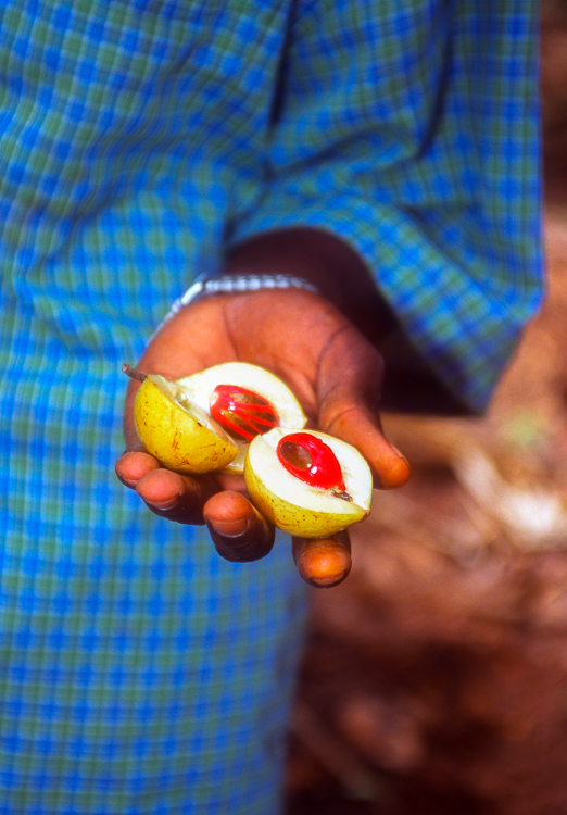 Mace coating on a nutmeg pip