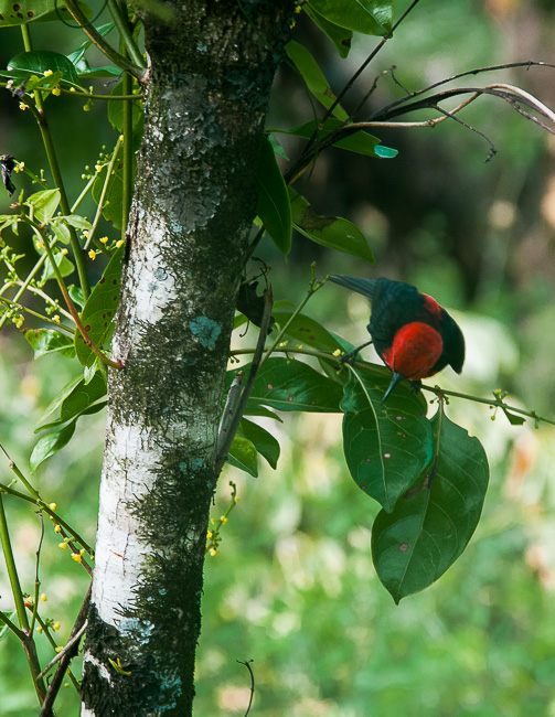 Colourful small songbird, Savai'i