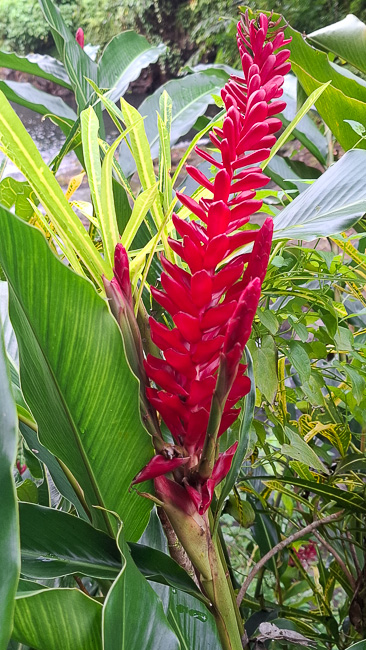 Roadside blooms, Savai'i