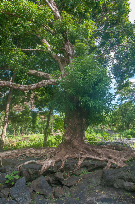 Tree growing out of a century-old lava flow, Savai'i