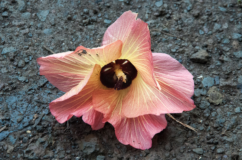 A solitary hibiscus flower, cast adrift