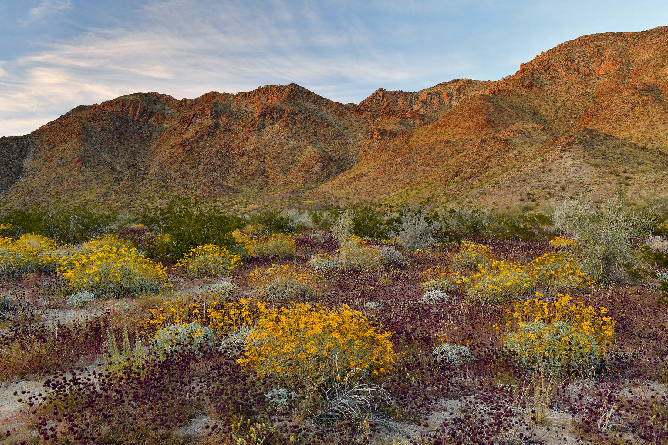 CA - Joshua Tree NP 6.jpg