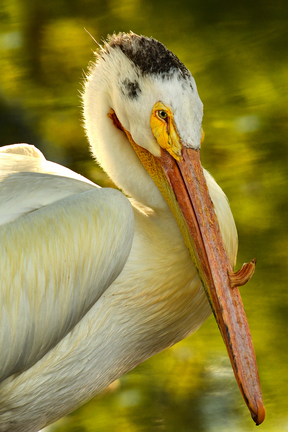 American Pelican 1.jpg