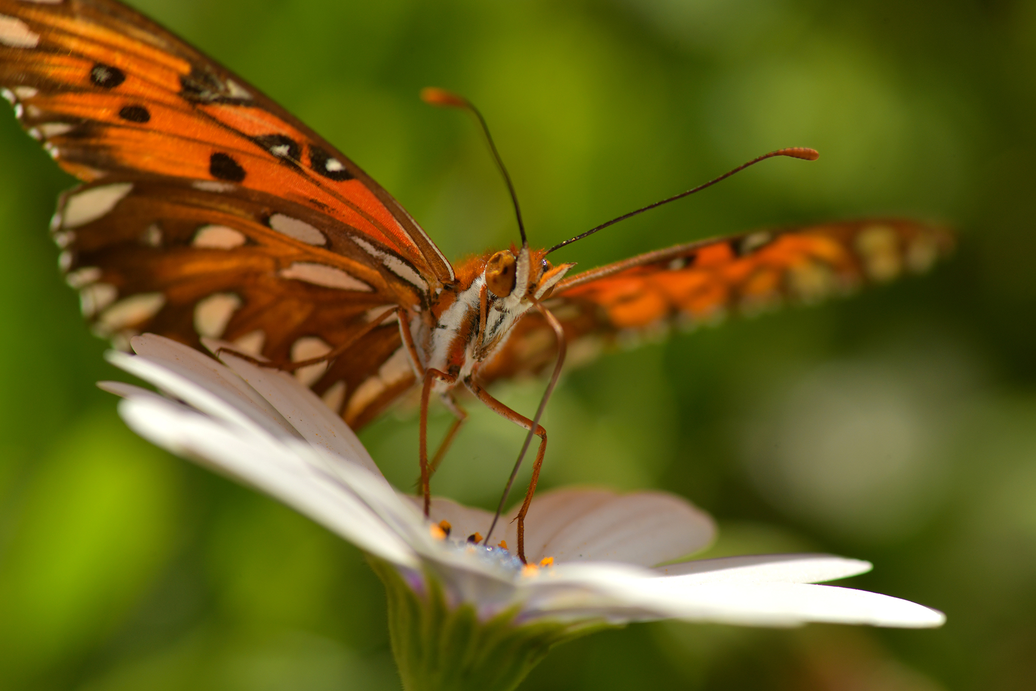 Painted Lady.jpg