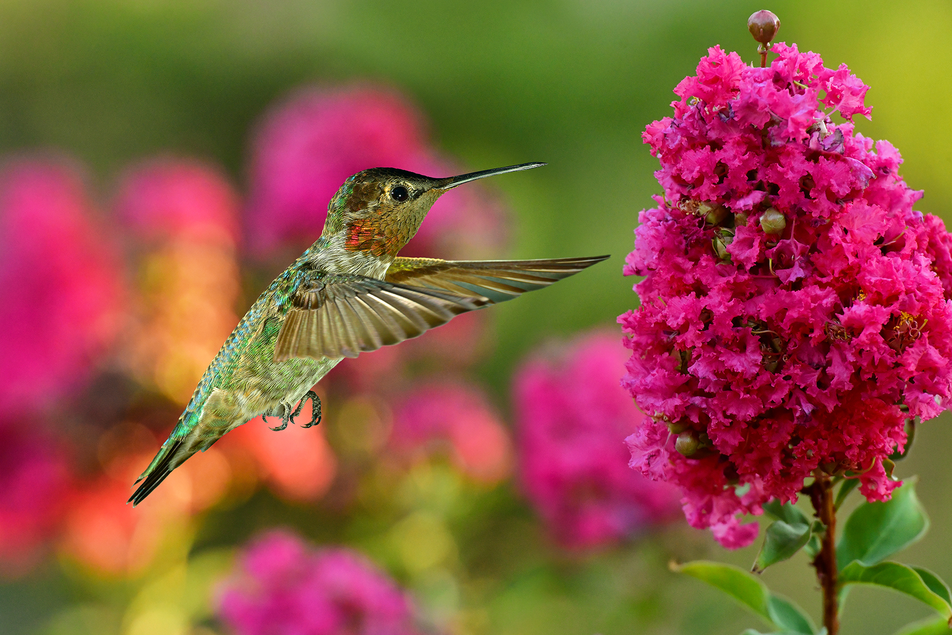Hummingbird 18.jpg