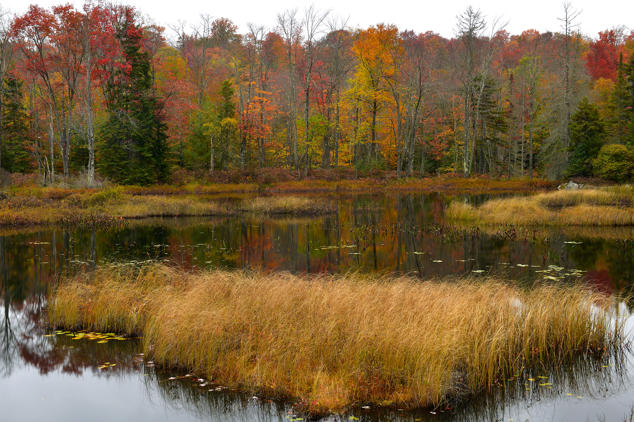 NY - Adirondacks Fall Pond 2.jpg