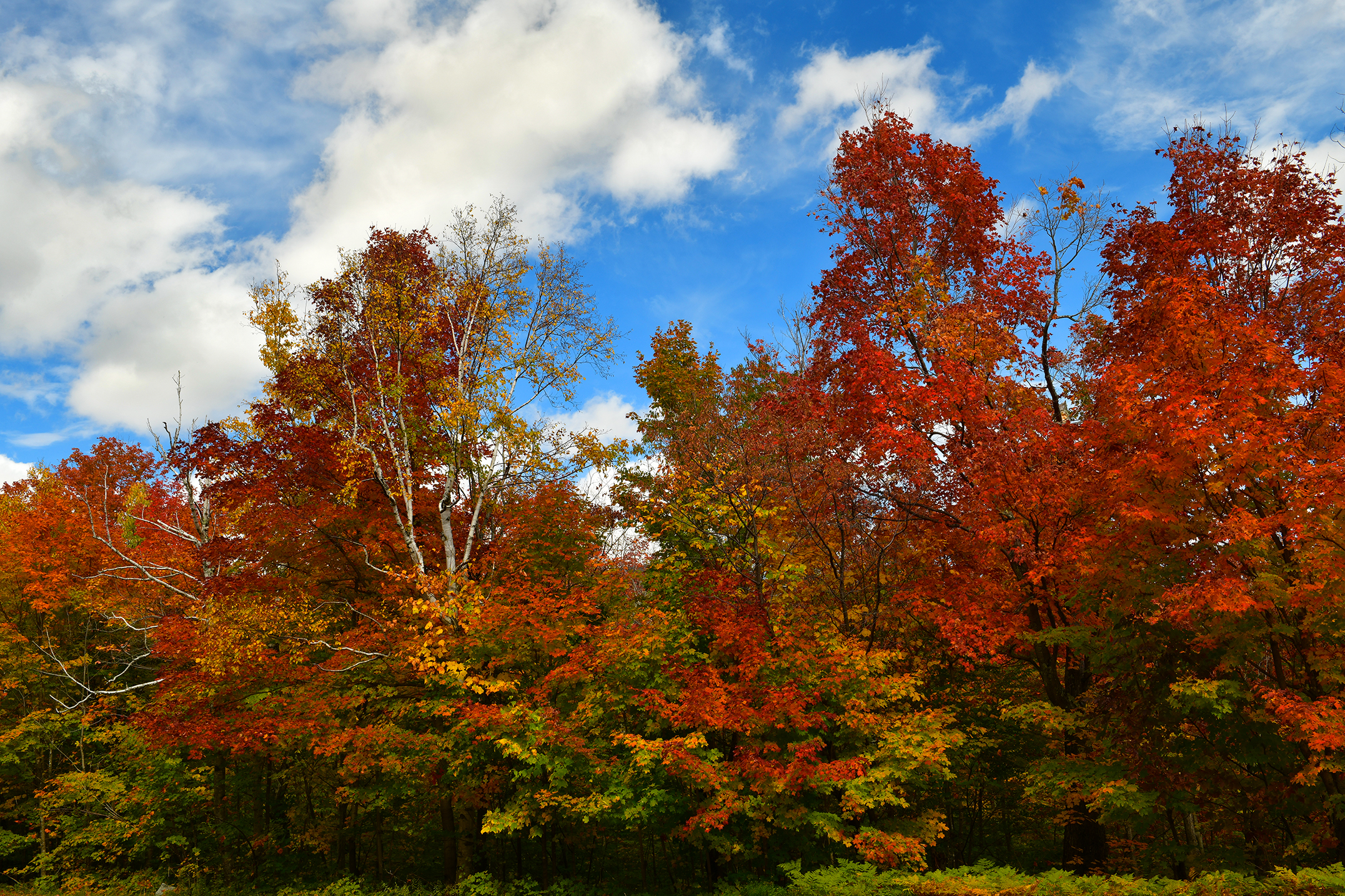 NY - Adirondacks Whiteface Mountain Treescape 2.jpg