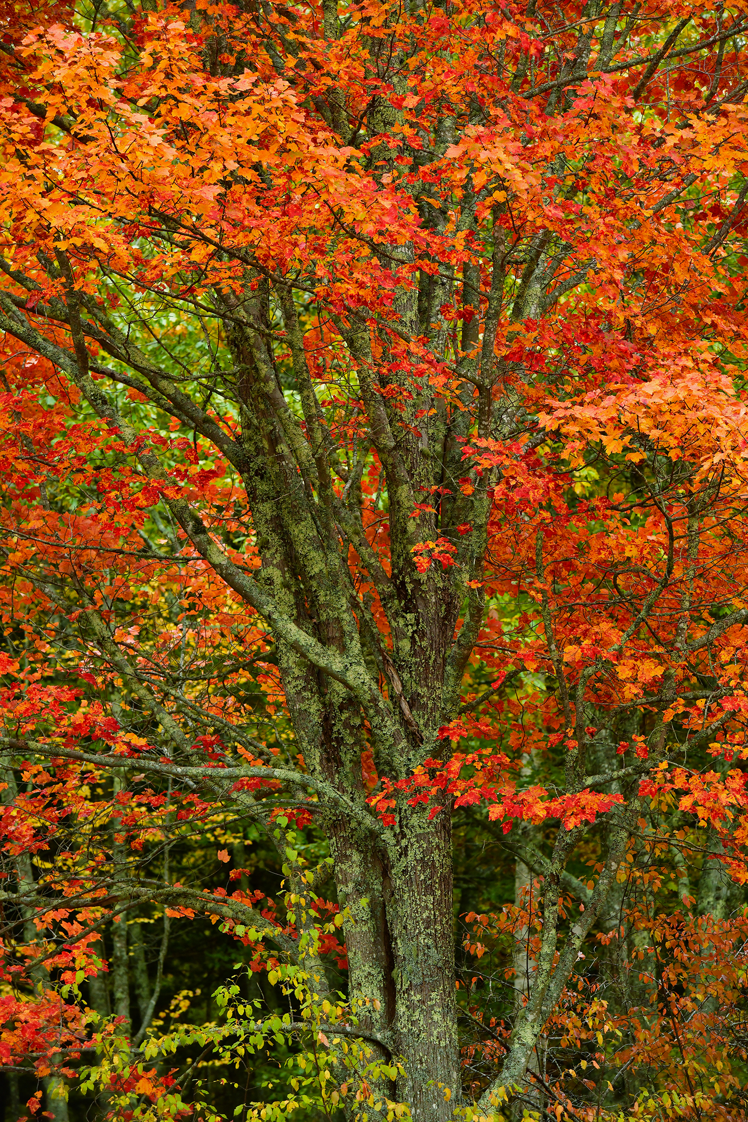 ME - Acadia National Park Fall Treescape 3.jpg
