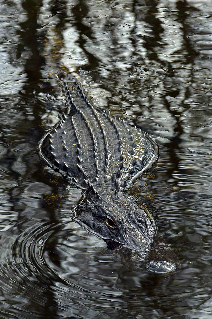 FL - Alligator 9.jpg