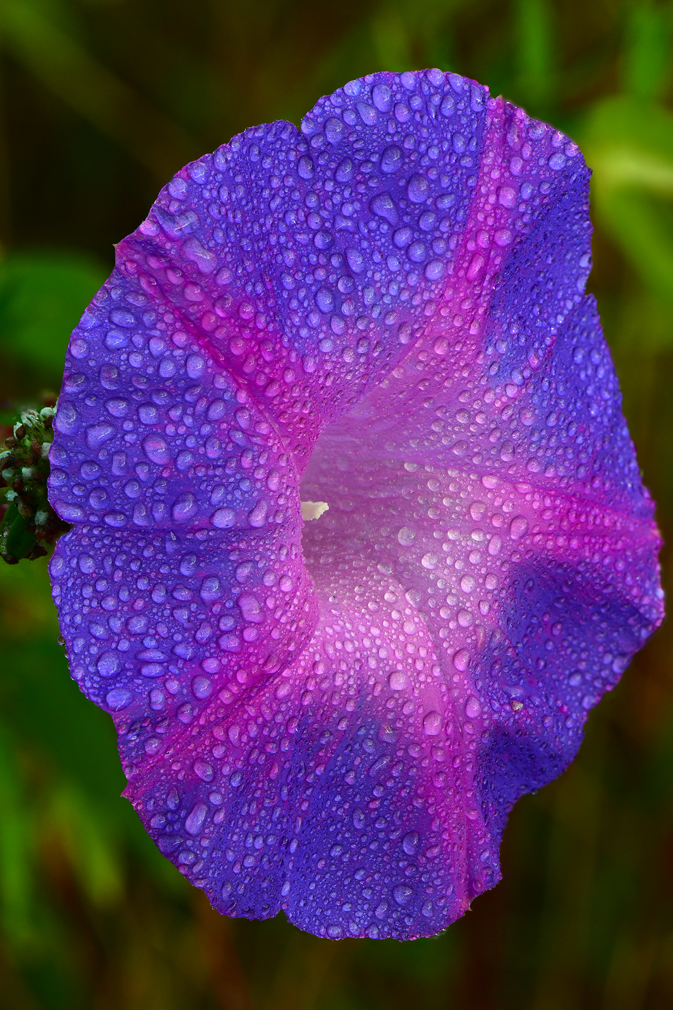 FL - Everglades NP Dew-drop Morning Glory 2.jpg