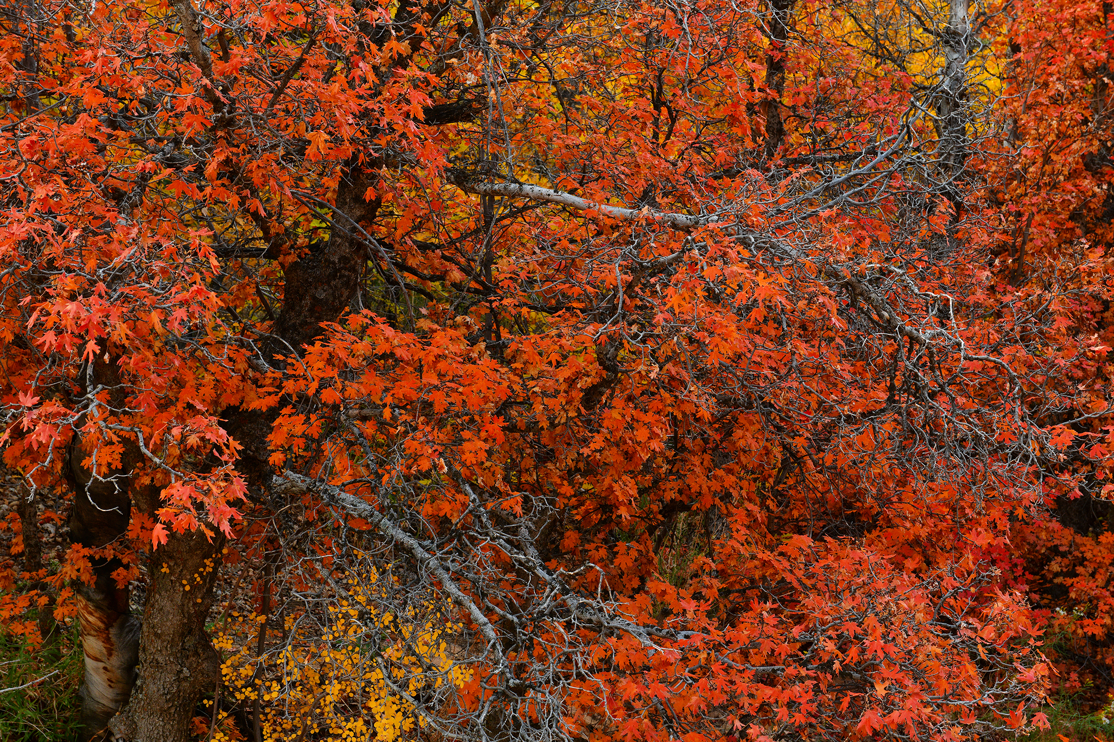 UT - Zion National Park Checkerboard Mesa Fall Treescape 7.jpg