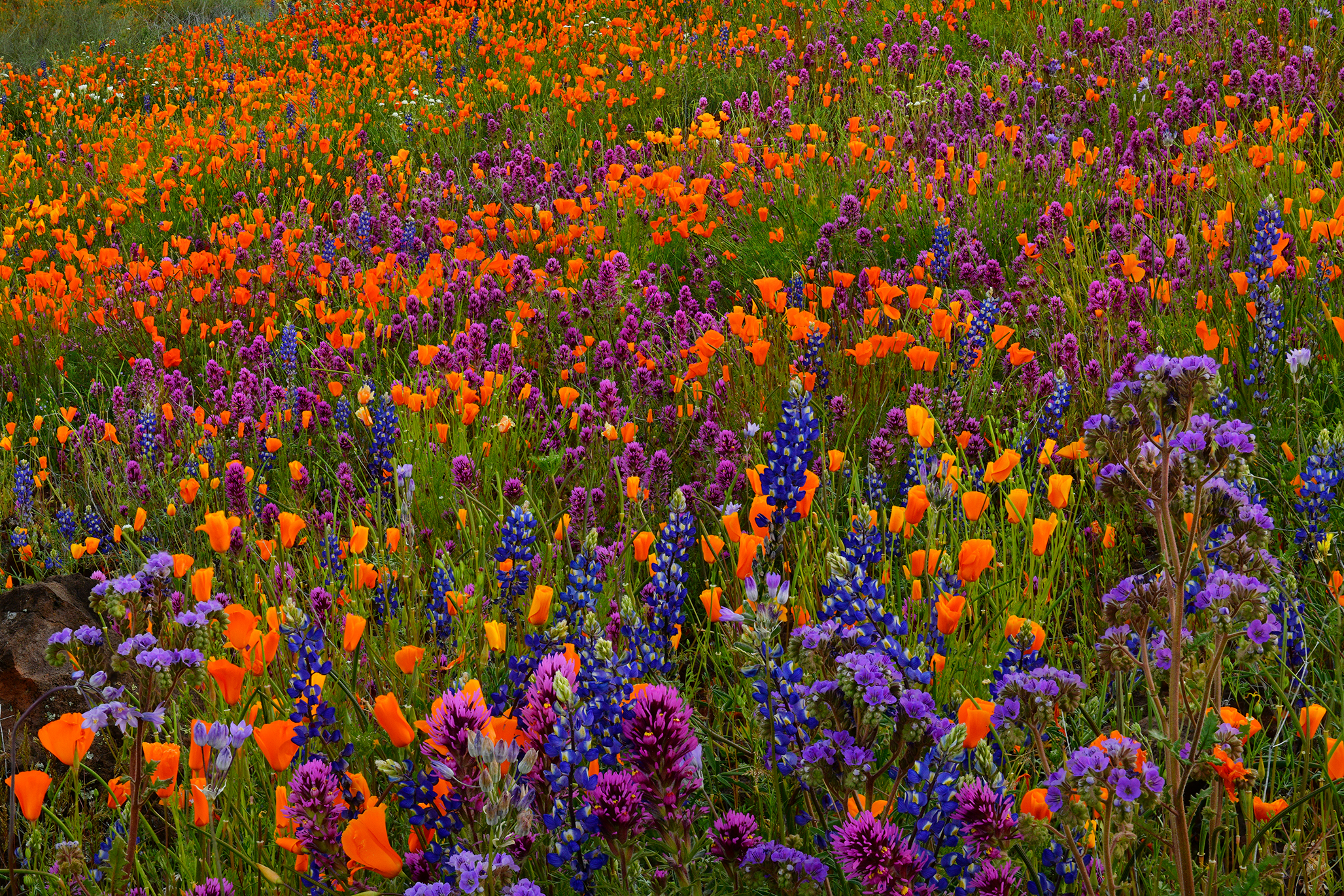 AZ - Peridot Mesa Wildflowers 1.jpg
