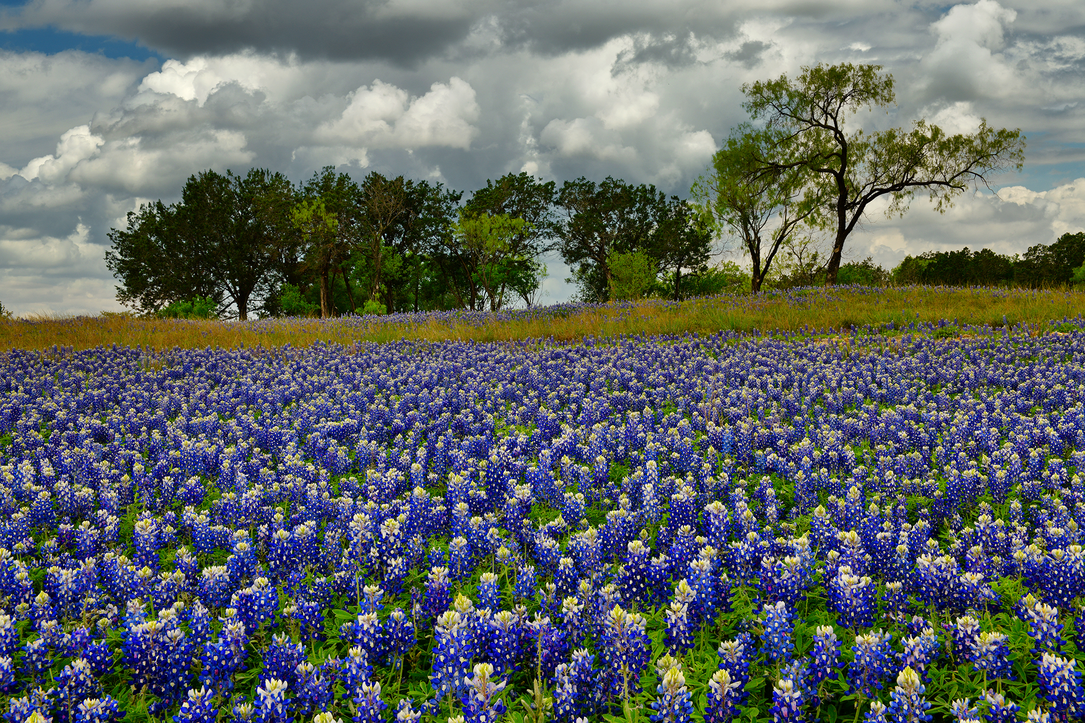 TX - Muleshoe Bend Morning 1.jpg