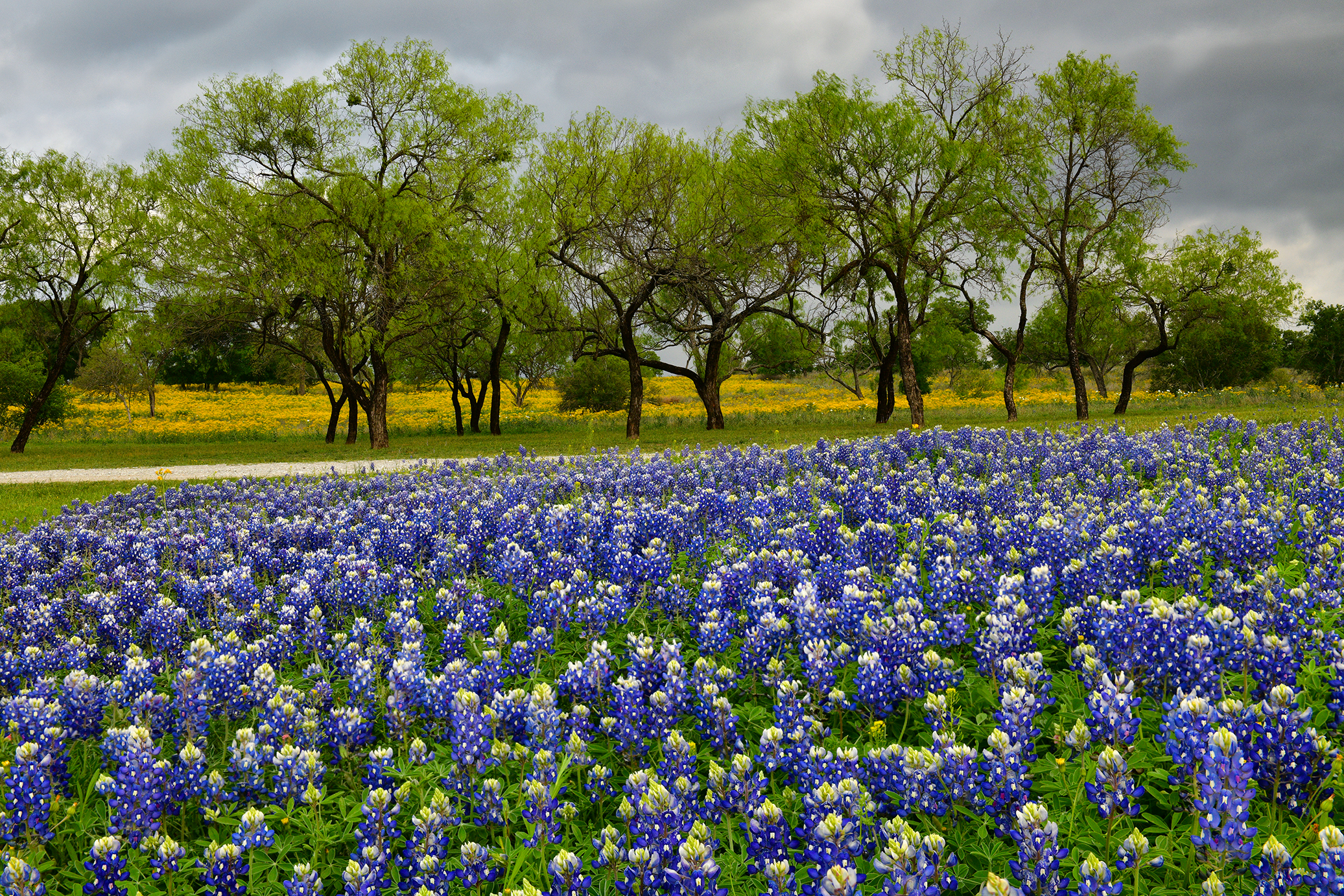 TX - Muleshoe Bend Morning 3.jpg