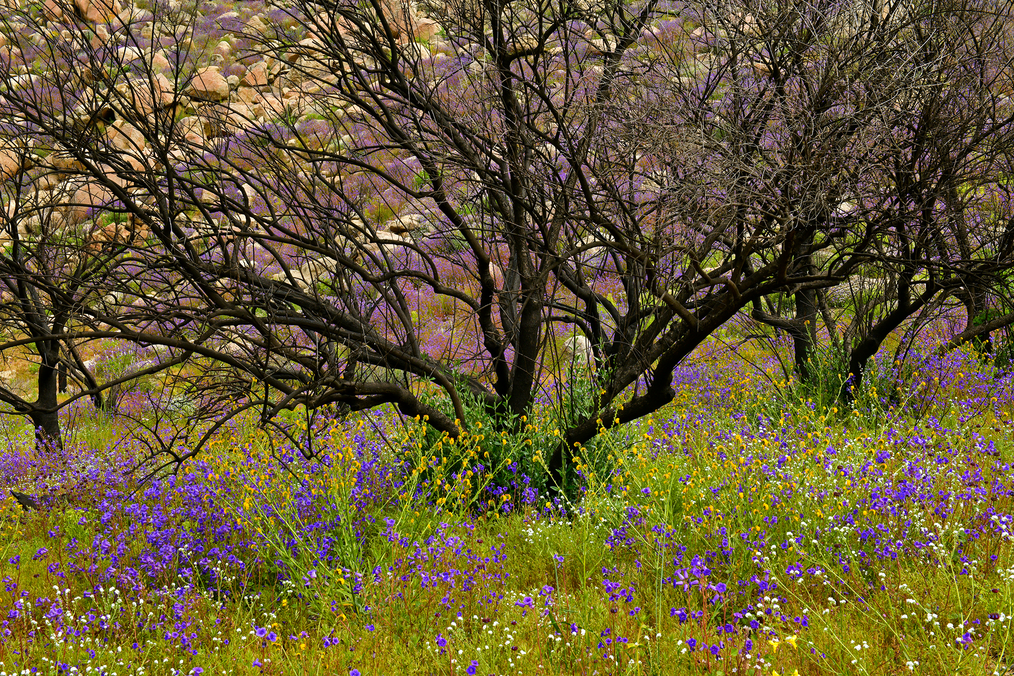 CA - Hemet Burned Trees and Wildflowers.jpg