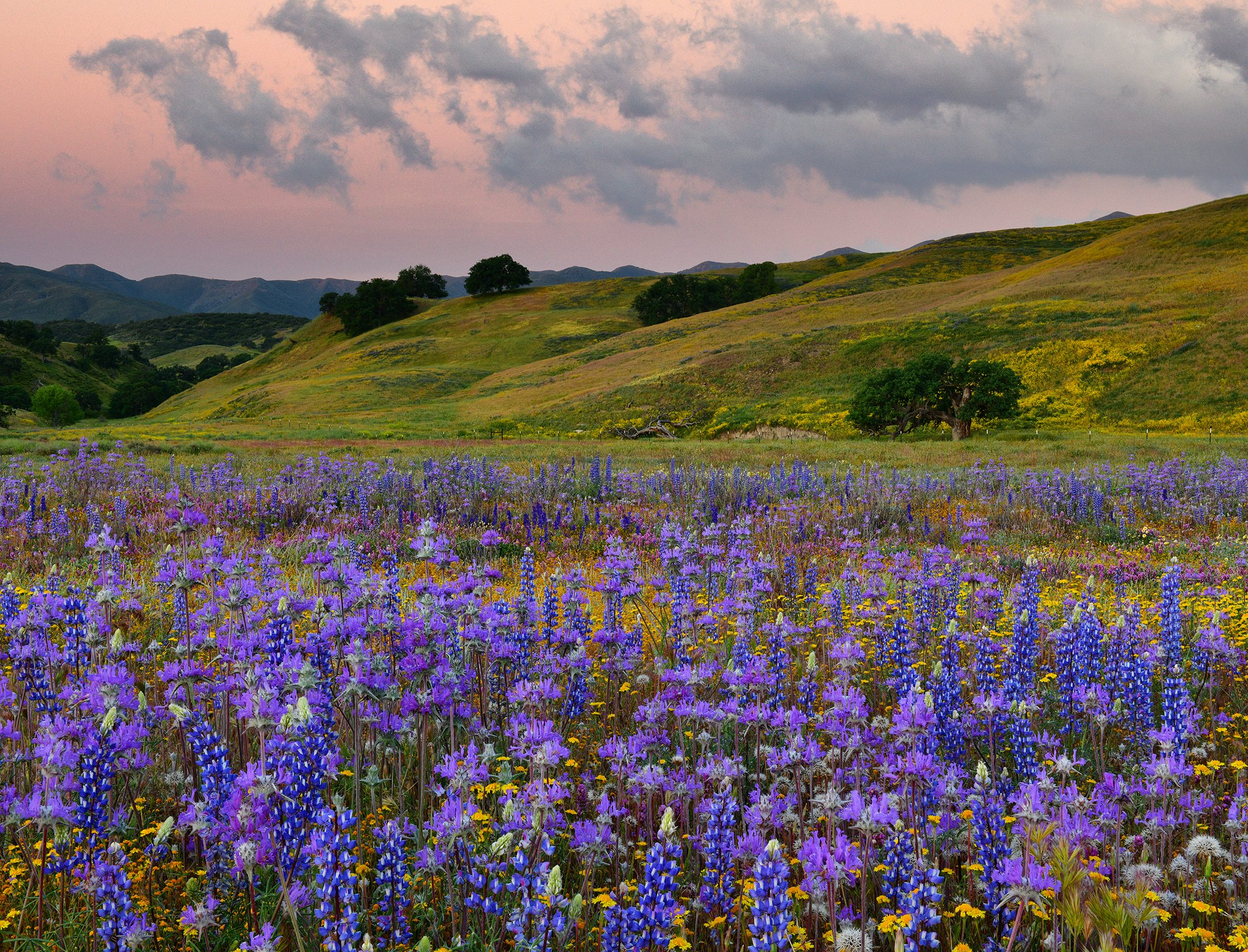 CA - Jack Canyon Road wildflowers Sunrise 1.jpg