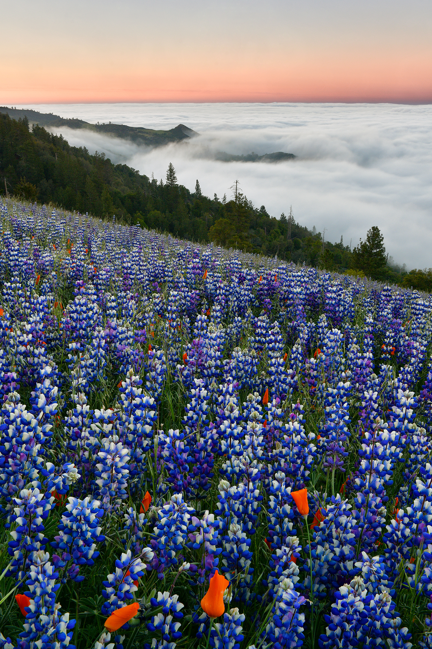 CA - Los Olivos Figueroa Mtn Sunrise Fogbank.jpg