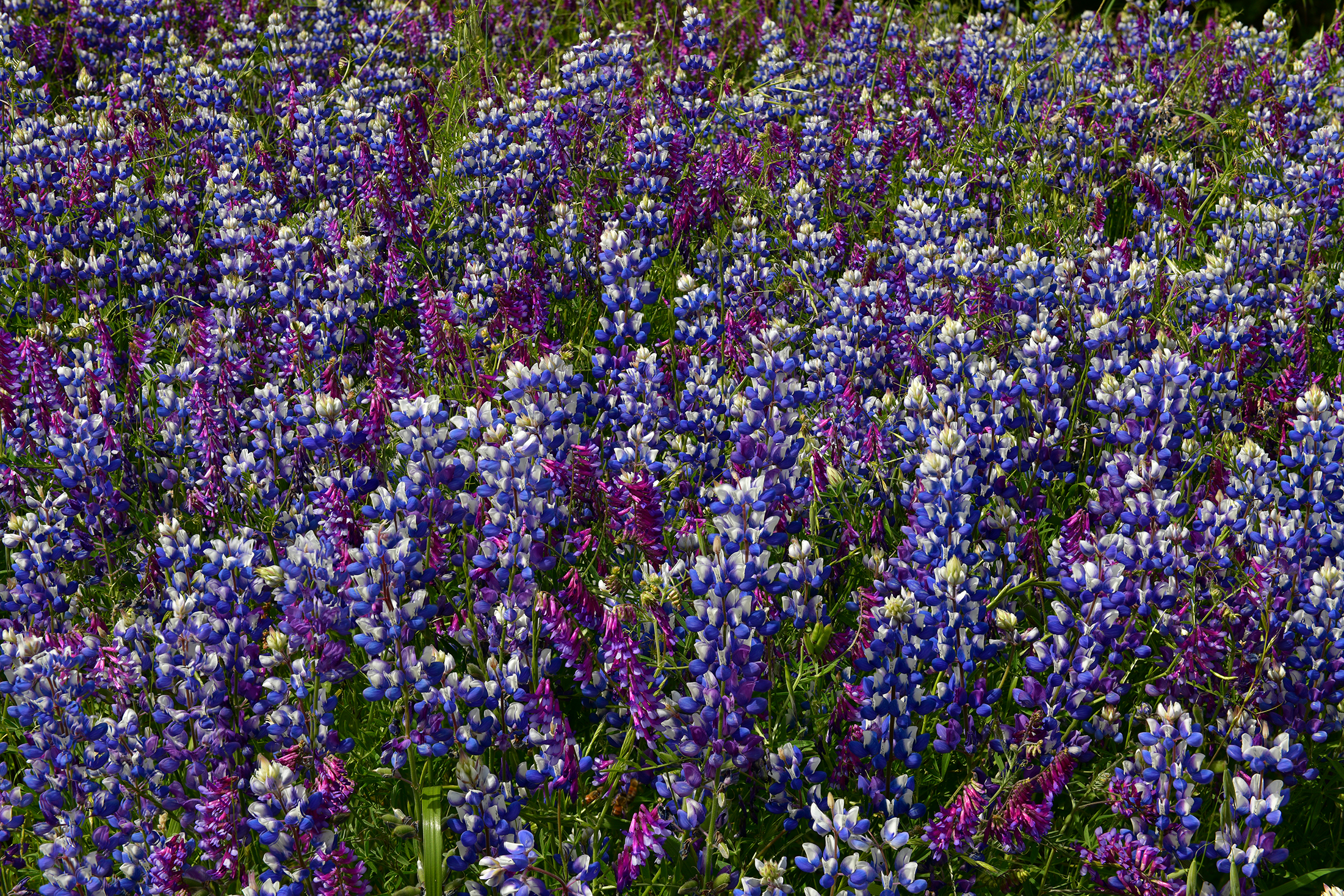CA - Paso Robles Lupine and Vetch Wildflowers.jpg