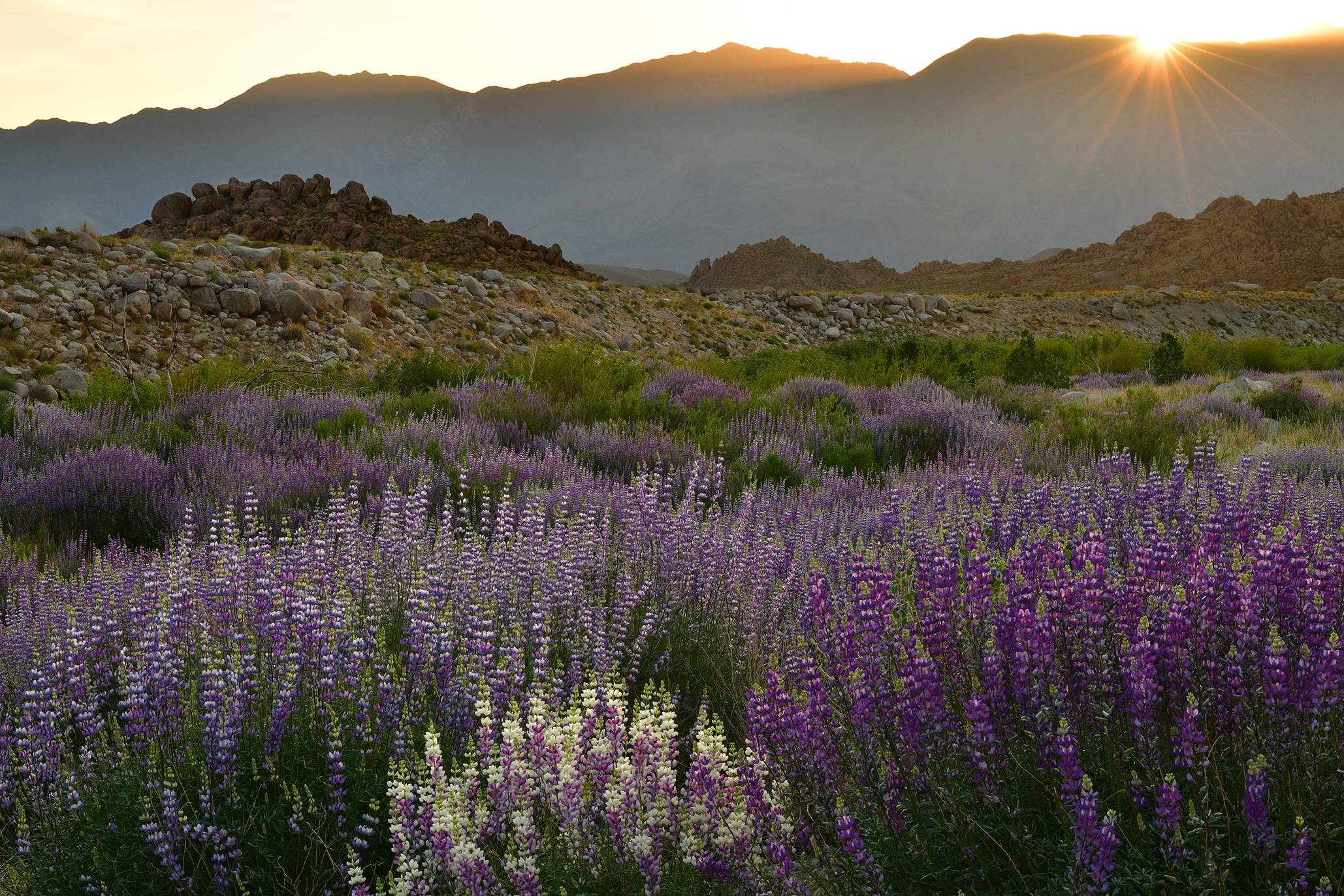 CA - Lone Pine Alabama Hills Bush Lupine Sunflare 2.jpg