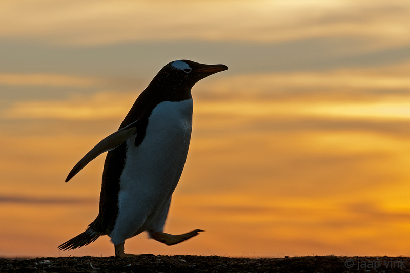 Gentoo Penguin - Ezelspingun - Pygoscelis papua