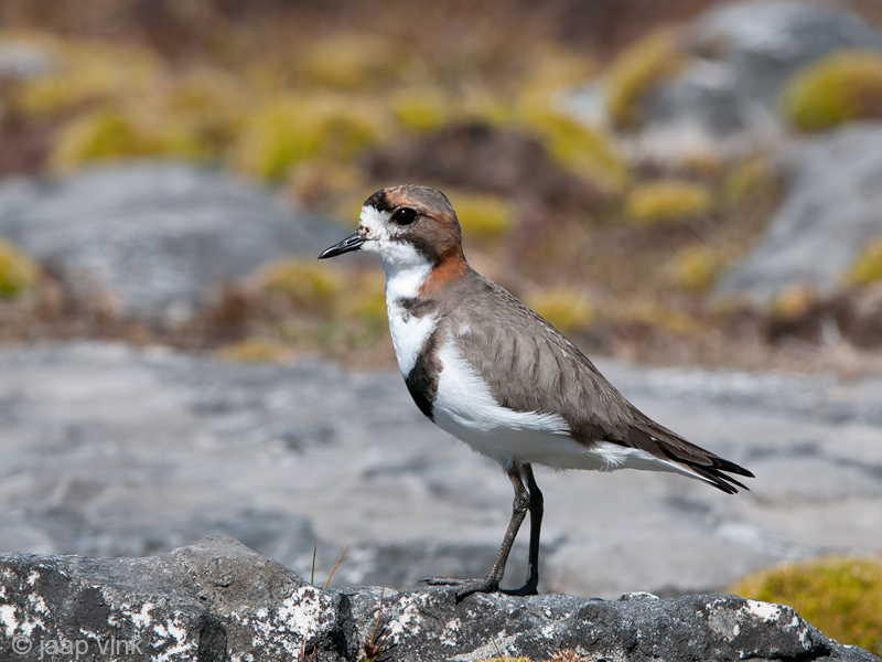Two-banded Plover - Falklandplevier - Charadrius falklandicus