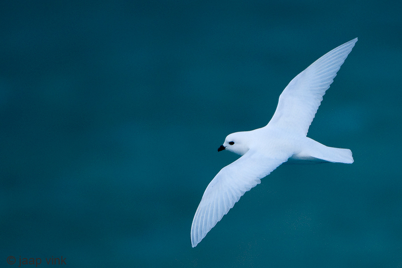 Snow Petrel - Sneeuwstormvogel - Pagodroma nivea