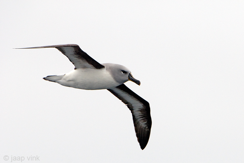 Grey-headed Albatross - Grijskopalbatros - Thalassarche chrystostoma