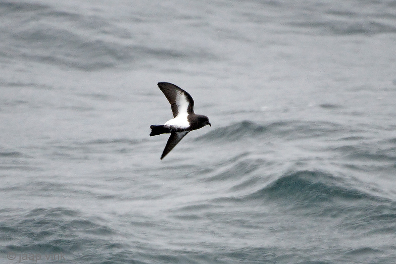 Black-bellied Storm-petrel - Zwartbuikstormvogeltje - Fregetta tropica