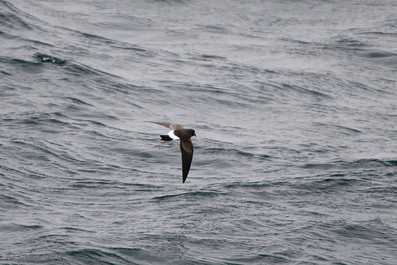 Black-bellied Storm-petrel - Zwartbuikstormvogeltje - Fregetta tropica