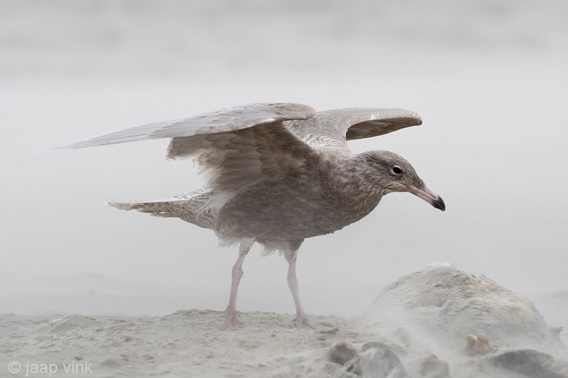 Glaucous Gull - Grote Burgemeester - Larus hyperboreus