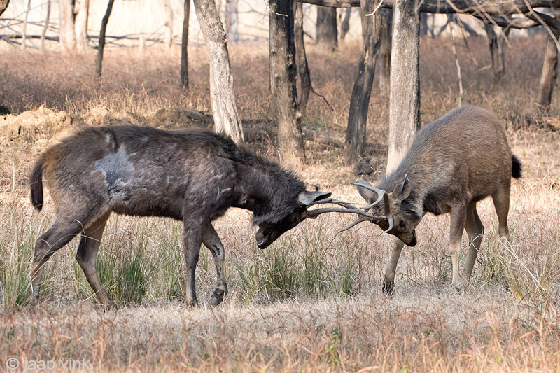 Sambar Deer - Sambar - Rusa unicolor