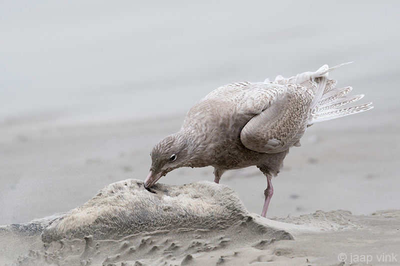 Glaucous Gull - Grote Burgemeester - Larus hyperboreus