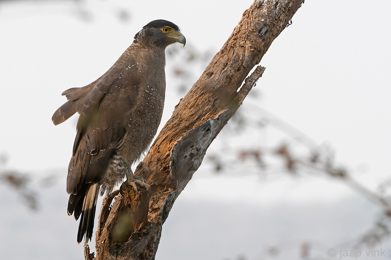 Crested Serpent Eagle - Indische Slangenarend - Spilornis cheela