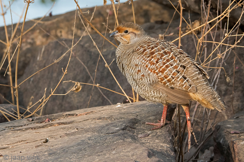 Grey Francolin - Grijze Frankolijn - Francolinus pondicerianus