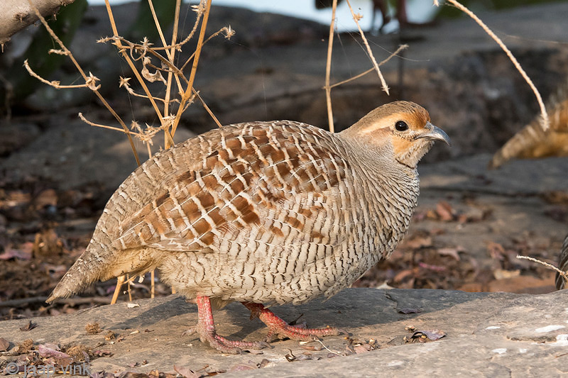 Grey Francolin - Grijze Frankolijn - Francolinus pondicerianus