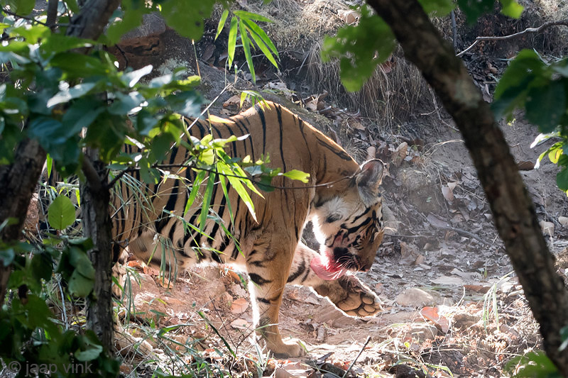 Tiger - Tijger - Panthera tigris