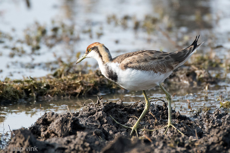 Pheasant-tailed Jacana - Waterfazant - Hydrophasianus chirurgus