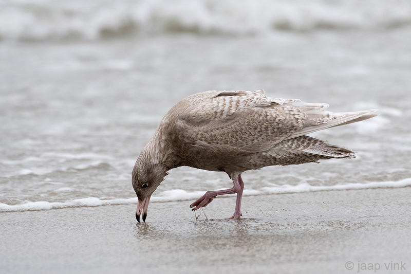 Glaucous Gull - Grote Burgemeester - Larus hyperboreus