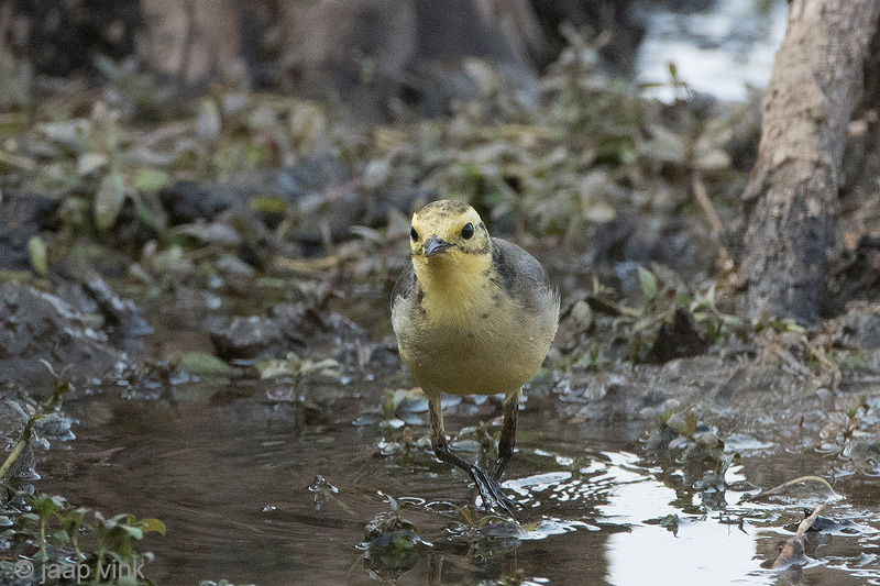 Yellow Wagtail - Gele Kwikstaart - Motacilla flava