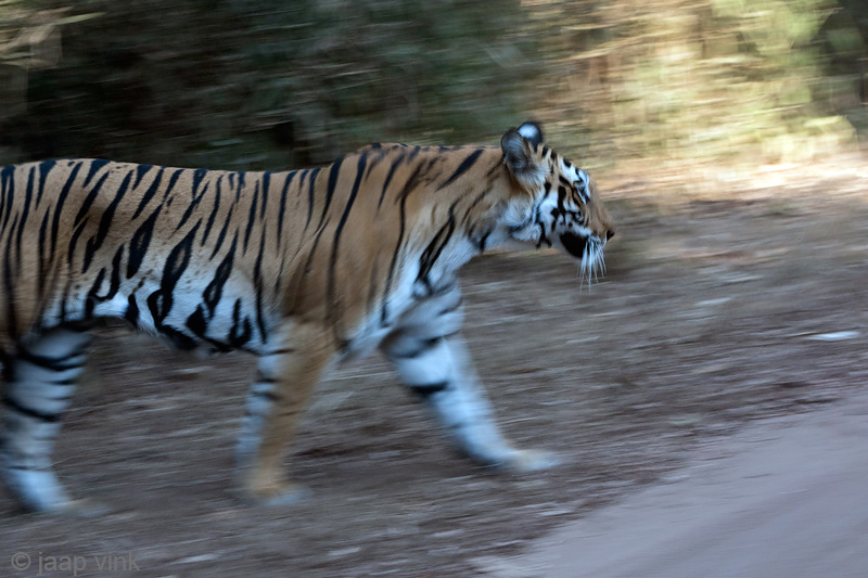 Tiger - Tijger - Panthera tigris