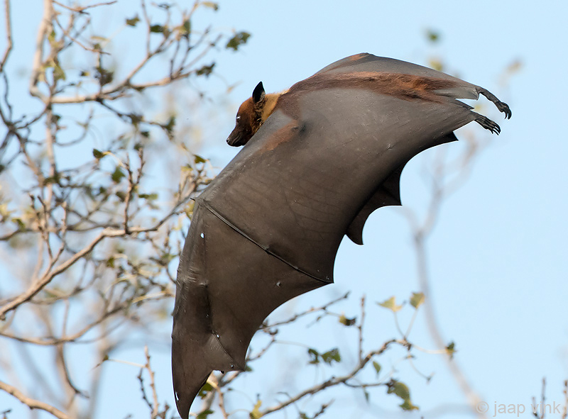 Greater Short-nosed Fruit Bat - Kortneusvleerhond - Cynopterus sphinx