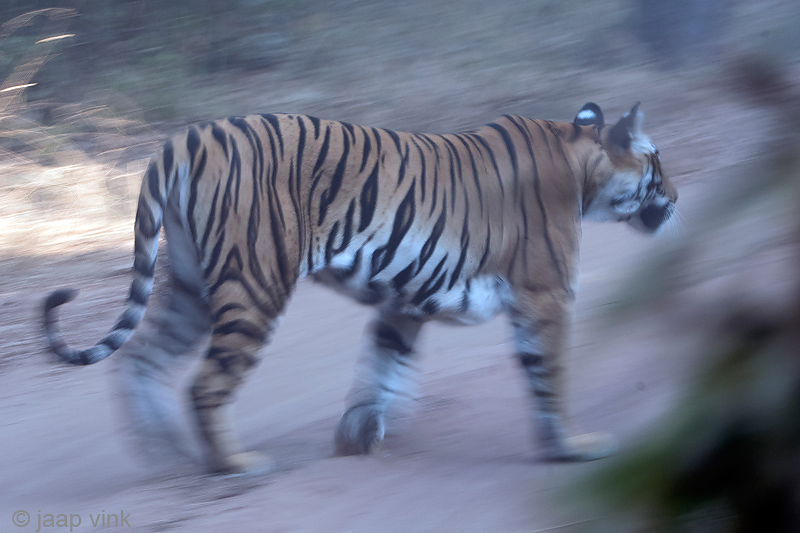 Tiger - Tijger - Panthera tigris