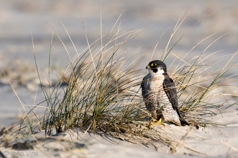 Peregrine - Slechtvalk - Falco peregrinus