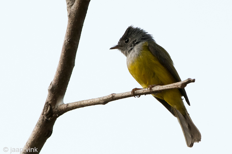 Grey-headed Canary Flycatcher - Grijskopvliegenvanger - Culicicapa ceylonensis