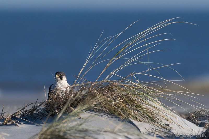 Peregrine - Slechtvalk - Falco peregrinus