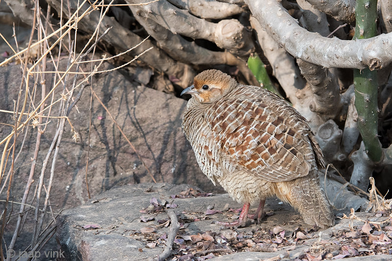 Grey Francolin - Grijze Frankolijn - Francolinus pondicerianus