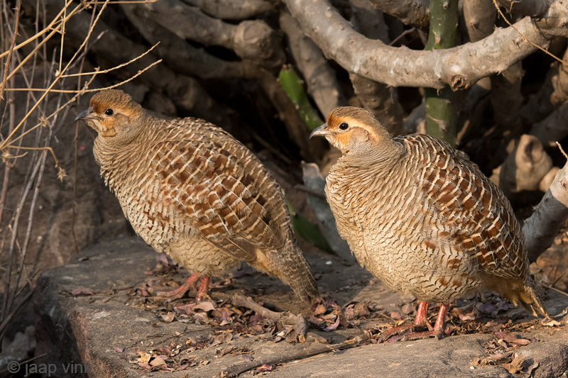 Grey Francolin - Grijze Frankolijn - Francolinus pondicerianus