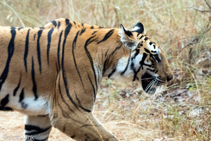 Tiger - Tijger - Panthera tigris