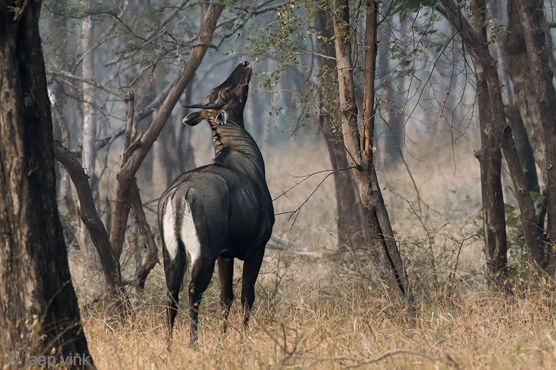 Nilgai - Nijlgau - Boselaphus tragocamelus