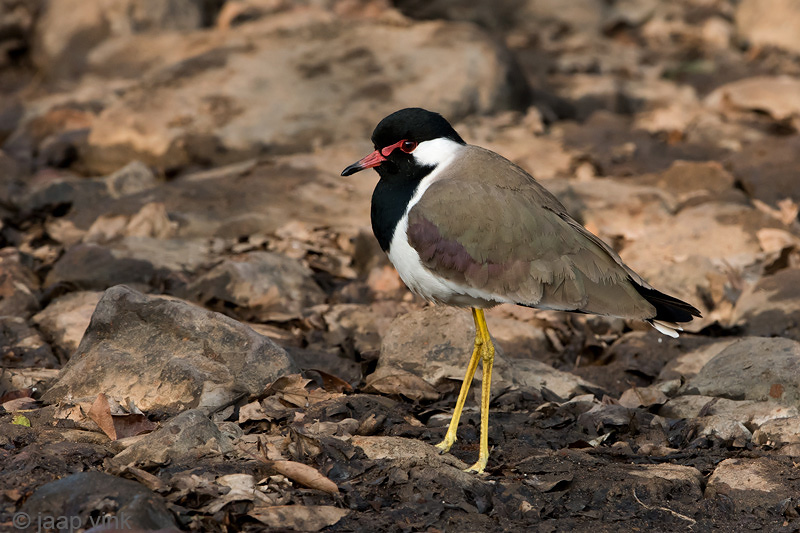 Red-wattled Lapwing - Indische Kievit - Vanellus indicus